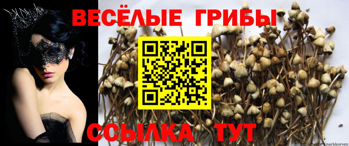 Псилоцибиновые грибы прущие грибы Сердобск